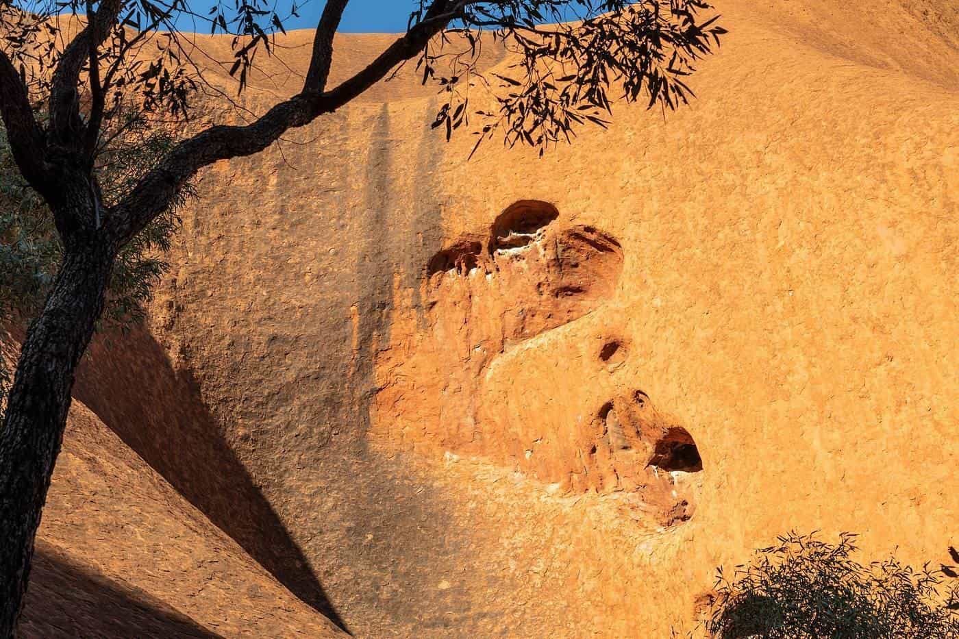 The red rock face of Uluṟu beside the Kuniya Walk