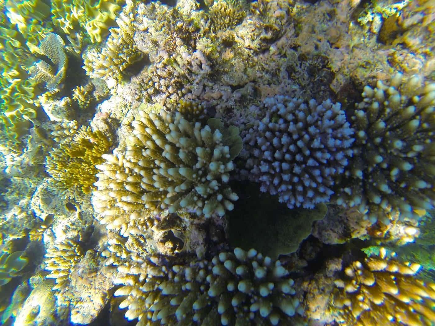 A snorkeller swimming over coral in clear blue water
