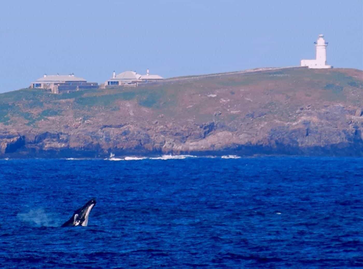 A humpback whale breaching near a rocky island