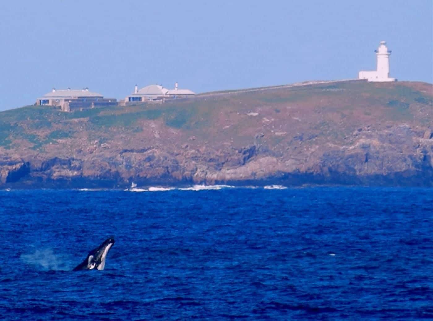 A humpback whale breaching near a rocky island