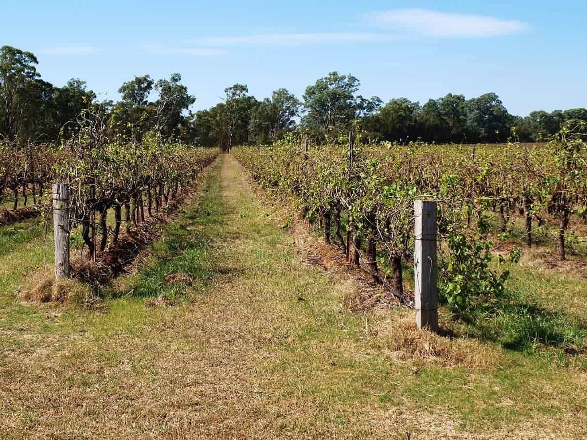 Rows of grapevines in a vineyard under a blue sky