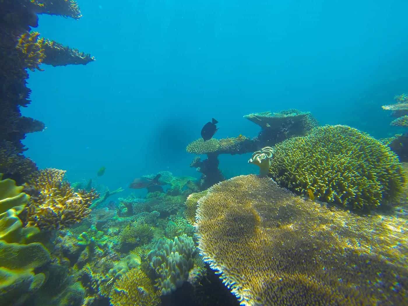A snorkeller floating above branching coral on the Great Barrier Reef